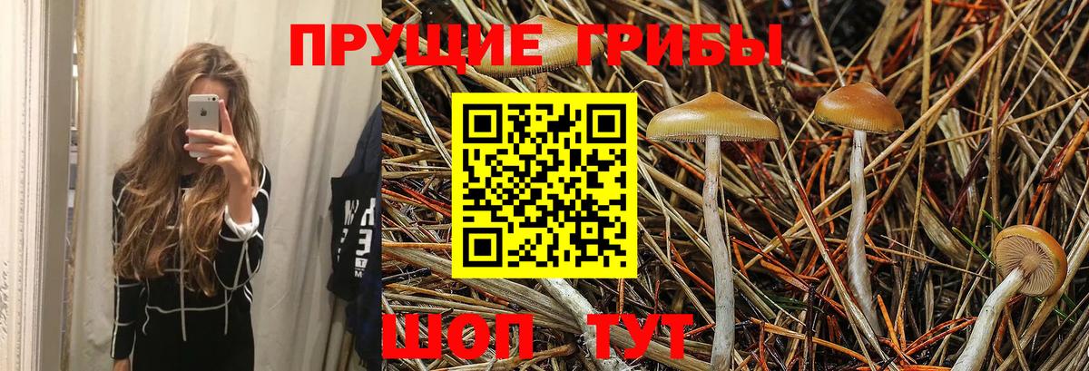 Хасавюрт  Псилоцибиновые грибы MAGIC MUSHROOMS  Вход с VPN 